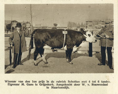 99066 Afbeelding van de prijswinnenden koe in de rubriek schot met 4 tot 6 tanden van eigenaar M. Gans te Grijpskerk, ...